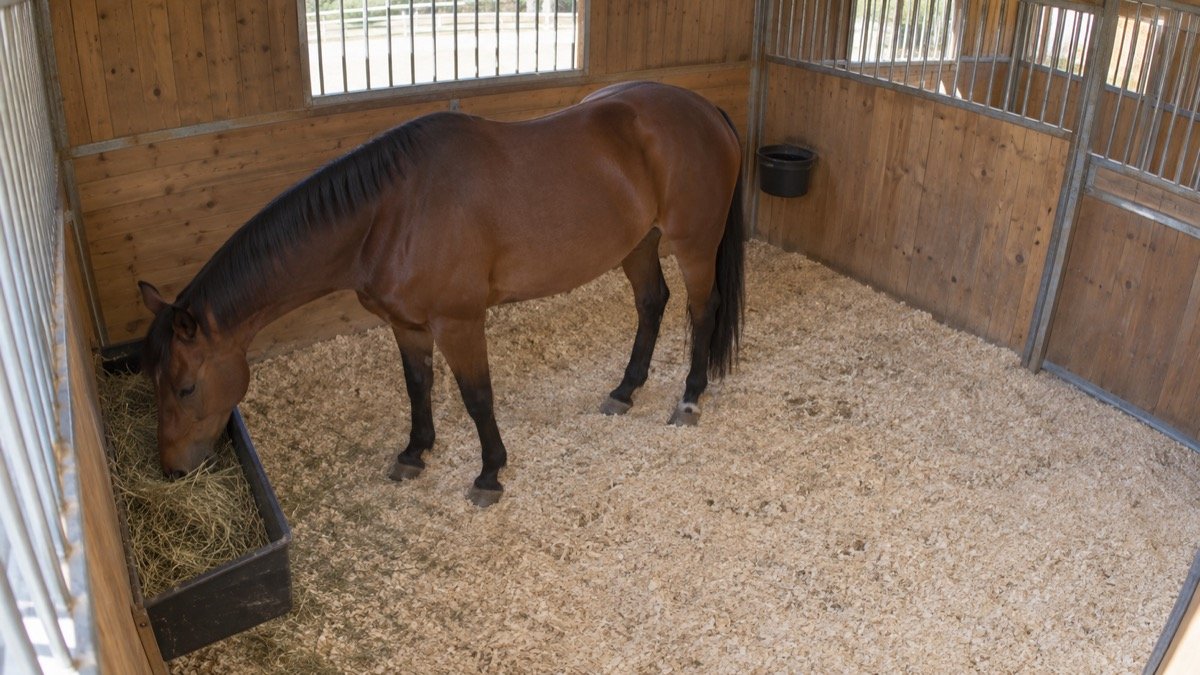 Cavalo em uma baia, contexto do sistema Baia Segura